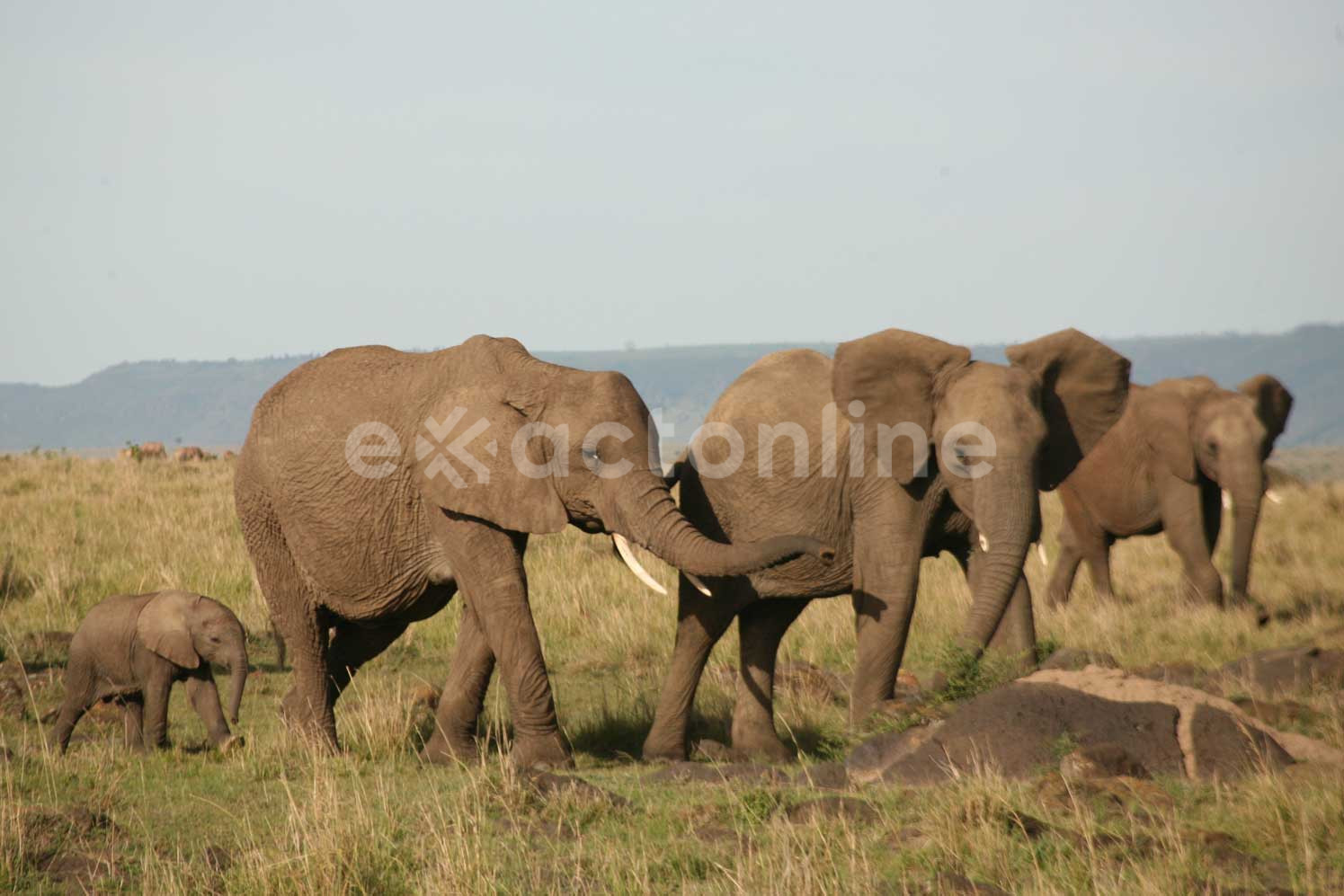 Mkomazi National Park : Facts, Features and More