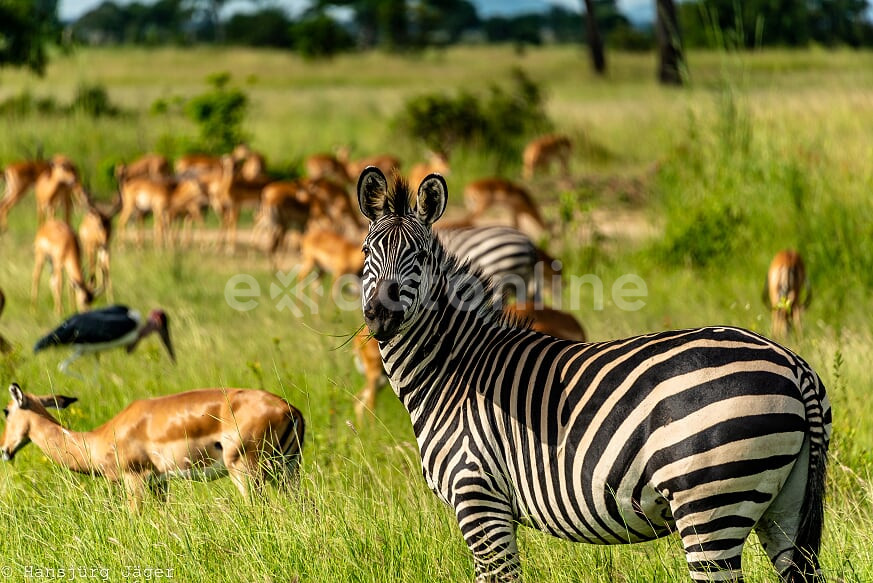 Mikumi National Park : Facts, Features and More