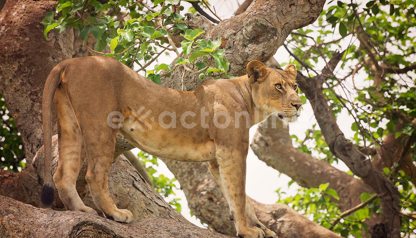 Lake Manyara National Park : Facts, Features and More