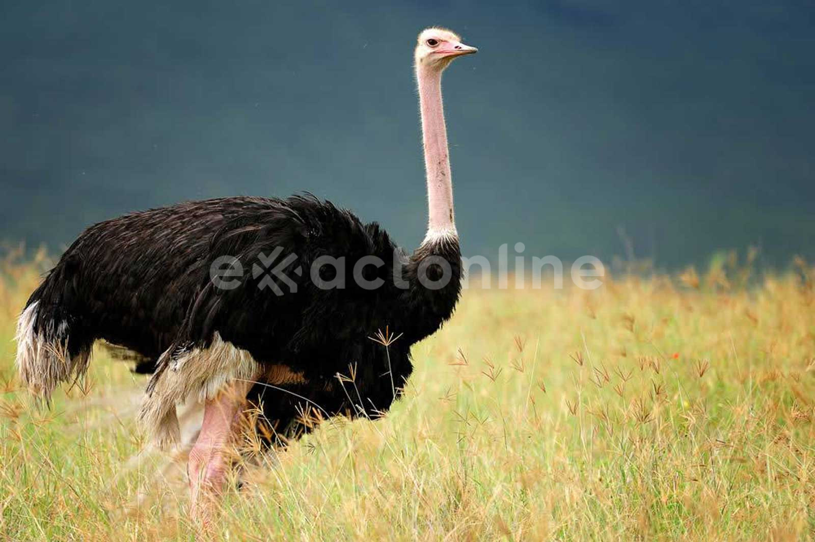 Kitulo Plateau National Park : Facts, Features and More