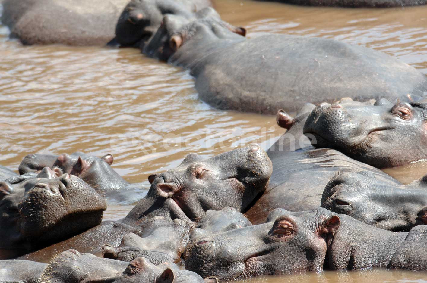 Katavi National Park: Facts, Features and More