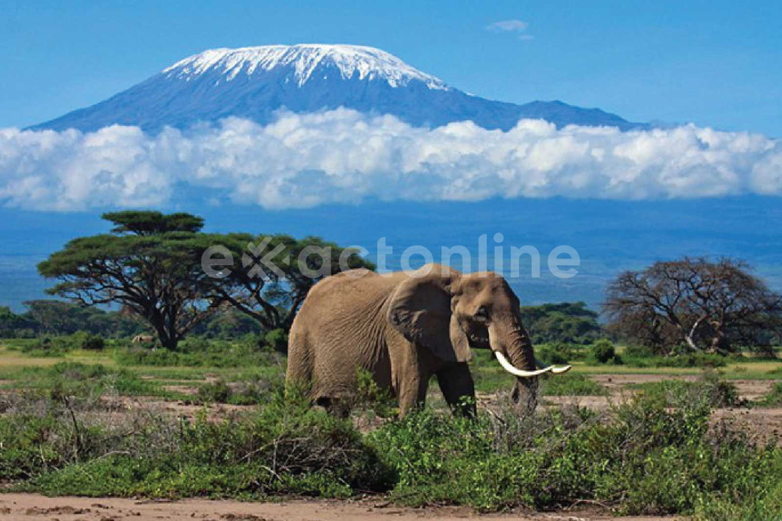 Kilimanjaro National Park : Facts, Features and More